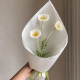 Mohn Set